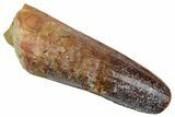 Fossil Spinosaurus Tooth - Feeding Worn Tip #345428-1